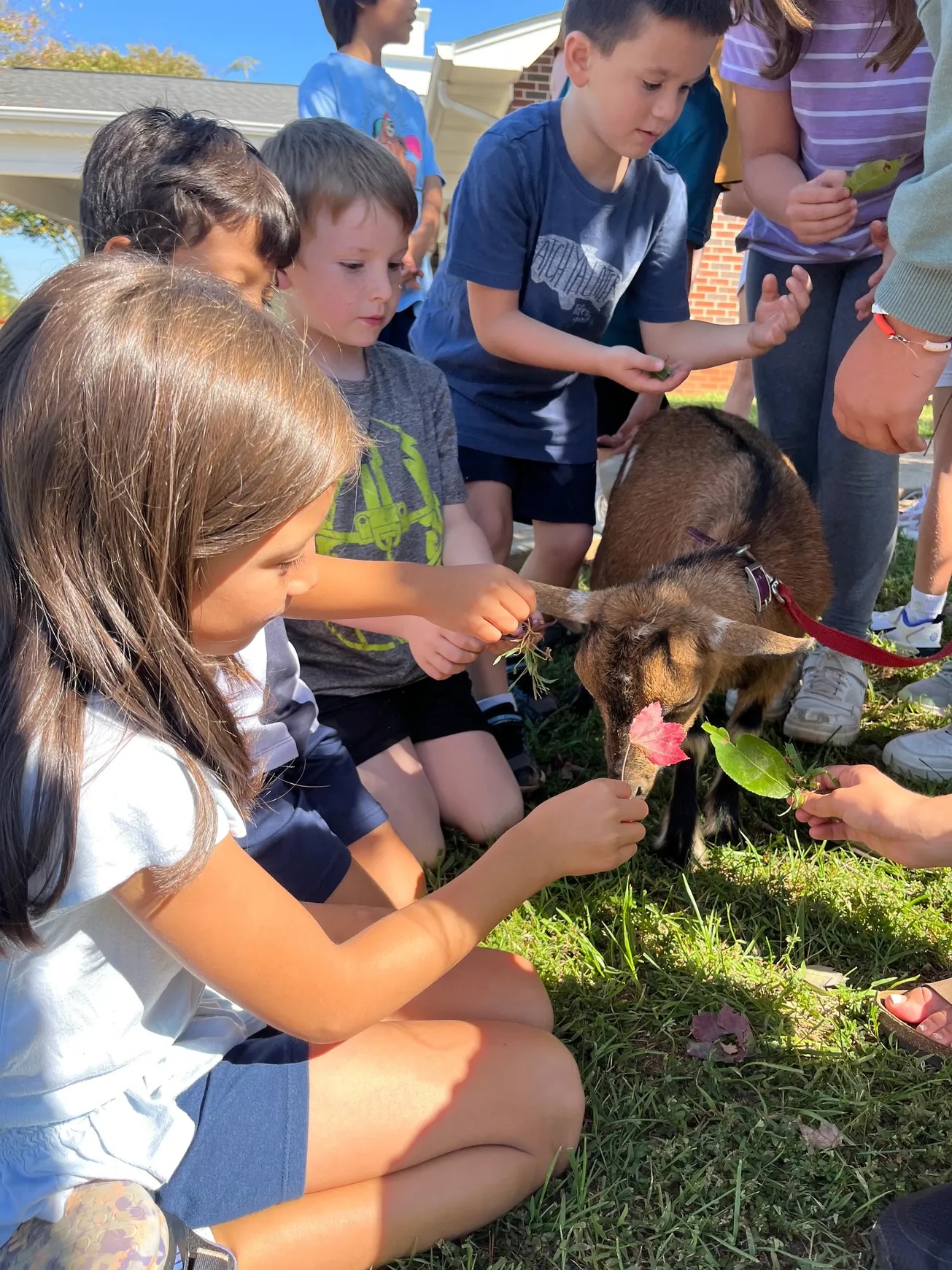 Children feeding a goat